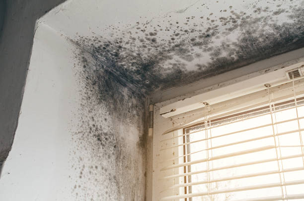 Affordable Hvac And Air Duct Mold Remediation solutions in Rockville, MN